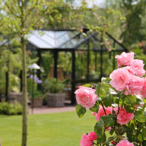 Rosa 'Queen Elisabeth' op de voorgrond