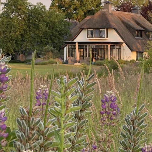Wilde bloemen in de tuin