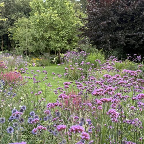 Verbena bonariensis heeft zich al aardig uitgezaaid (vijfde groeiseizoen)