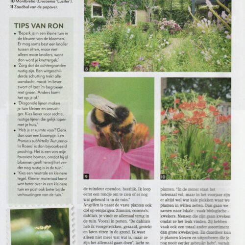 Tips voor de kleine tuin in de Groei en Bloei van november 2025