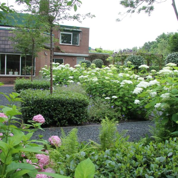 Hortensia's in de romantische tuin