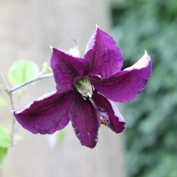 Clematis jackmanii
