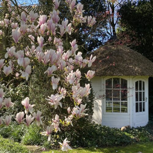 theehuis met Magnolia