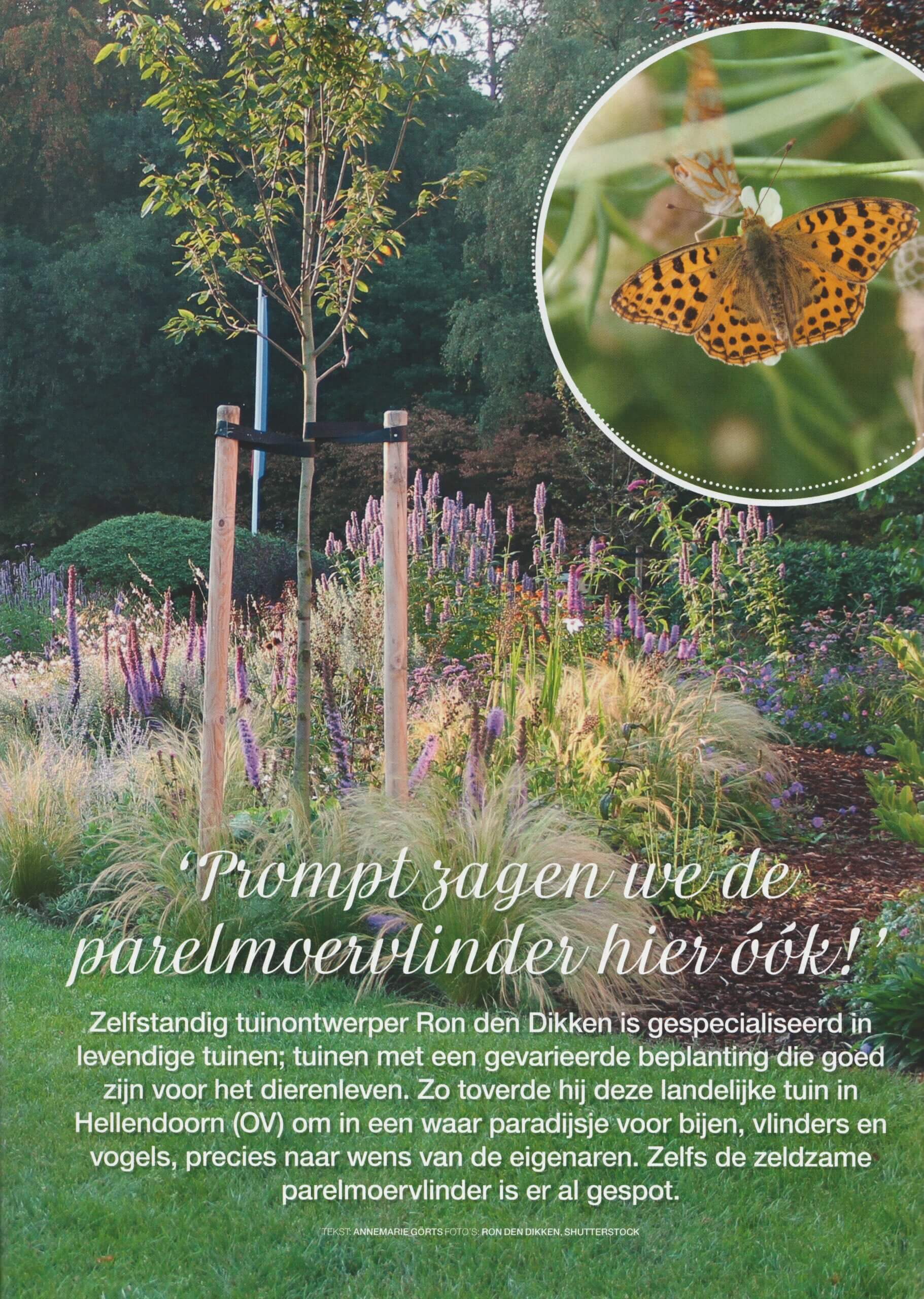zeldzame vlinder in tuin in Hellendoorn