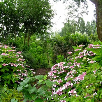Hortensia's in een natuurlijke tuin