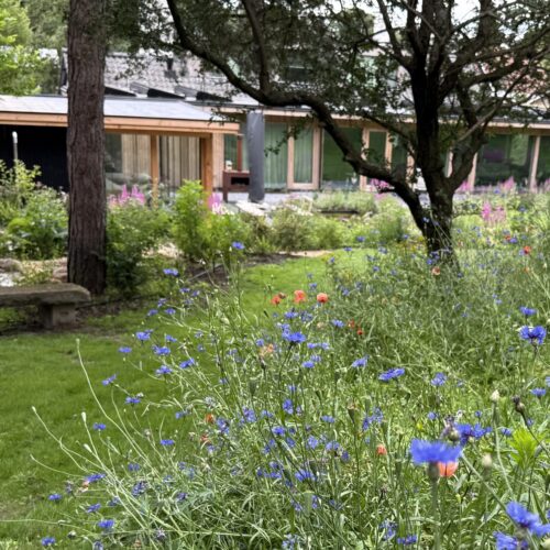 combinatie van ingezaaide wilde bloemen en vaste planten